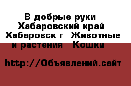 В добрые руки - Хабаровский край, Хабаровск г. Животные и растения » Кошки   